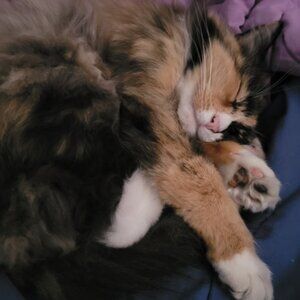 Meet your Posher, Sentessa